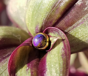 14k Gold Bezel Set Genuine Gemstone Threadless End