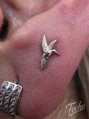 Flat Hummingbird
