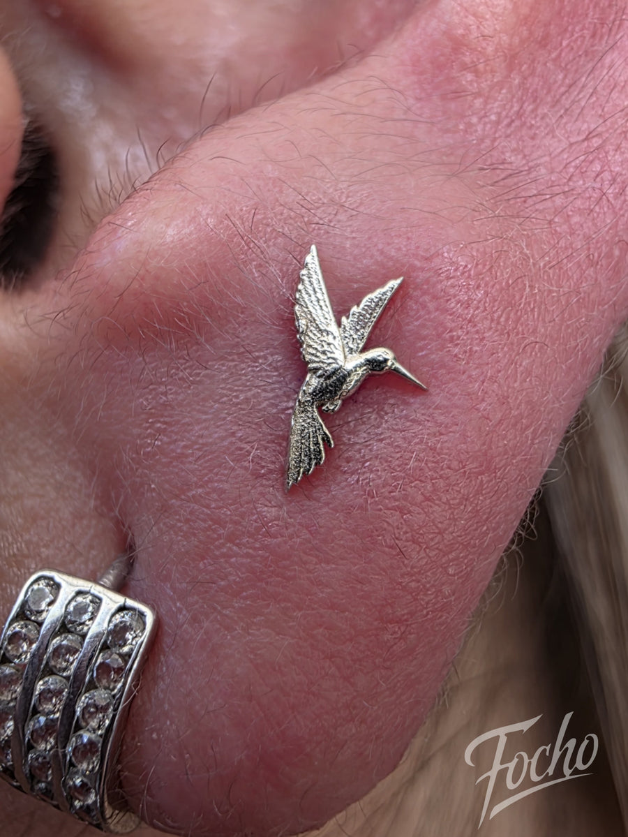 Flat Hummingbird