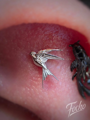 Swallows