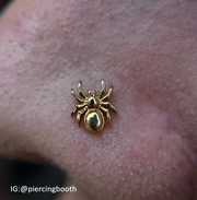 Tarantula