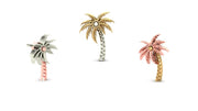 Palm Tree