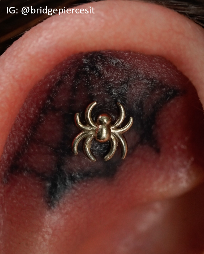 Spider